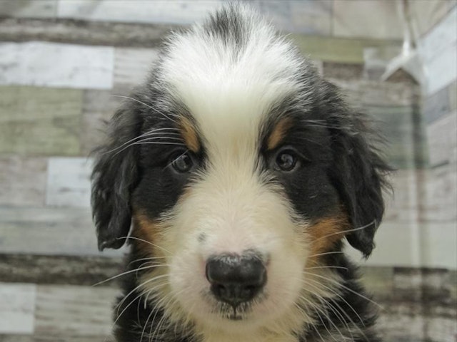 広島県のバーニーズマウンテンドッグ (ペッツワン広島LECT店/2024年2月24日生まれ/女の子/ブラックラストホワイト)の子犬